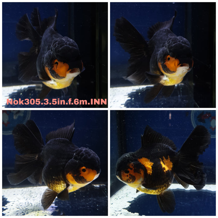 (NOK-305) Thai Apache Oranda Orchid Tail 3.50 inch Body Female 6 Months Age