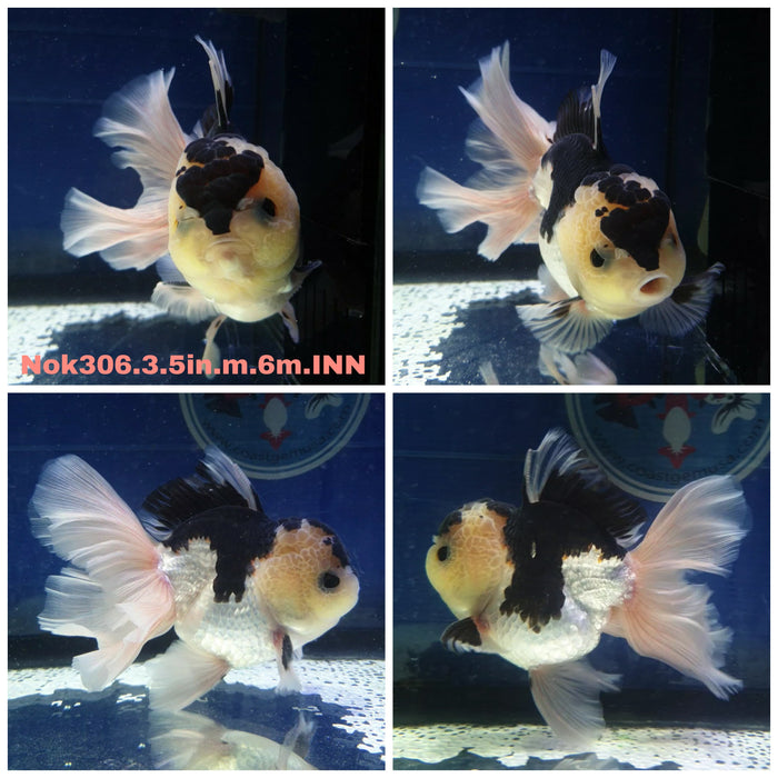 (NOK-306) Thai Panda Oranda Orchid Tail 3.50 inch Body Male 6 Months Age