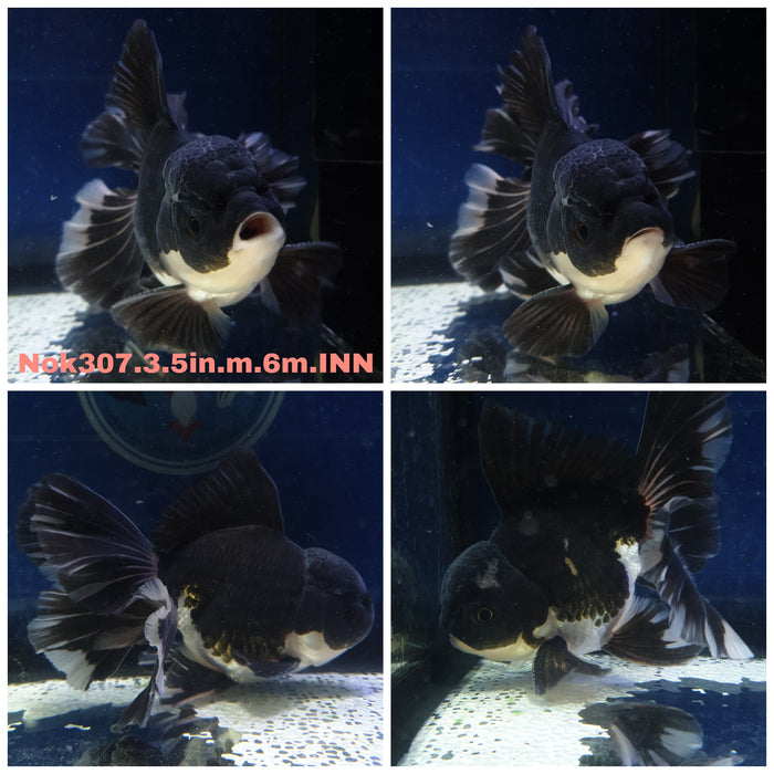 (NOK-307) Thai Panda Oranda Orchid Tail 3.50 inch Body Male 6 Months Age