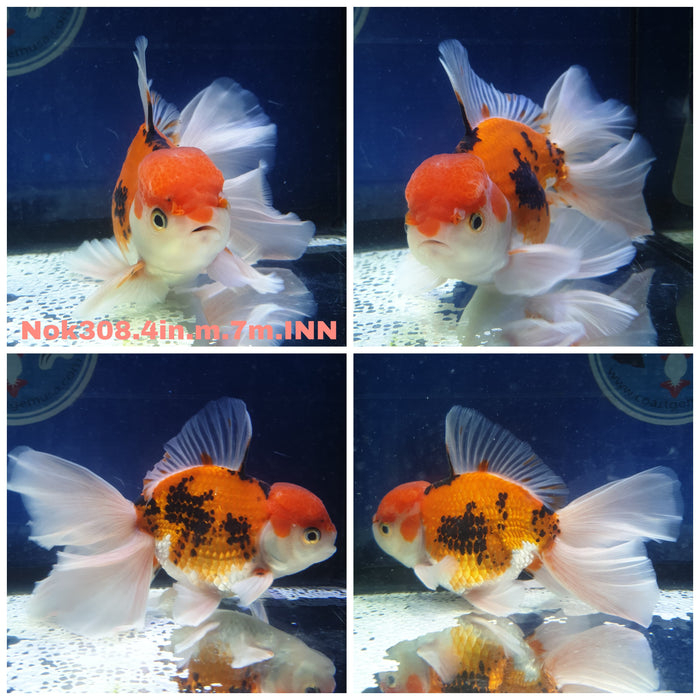 (NOK-308) Thai Tri Color Oranda Orchid Tail 4.00 inch Body Male 7 Months Age