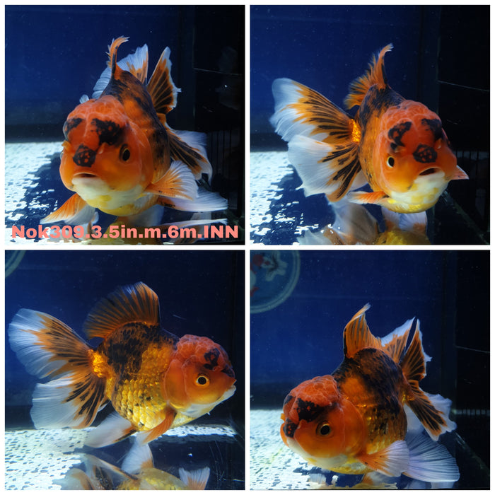 R1B10(NOK-309) Thai Apache Oranda Orchid Tail 3.50 inch Body Male 6 Months Age