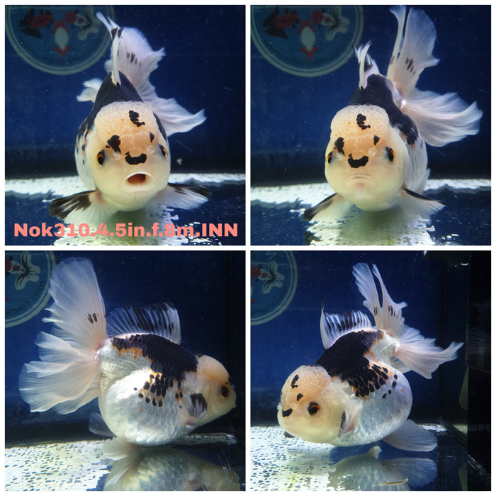 (NOK-310) Thai Jumbo Tri Oranda Orchid Tail 4.50 inch Body Female 8 Months Age