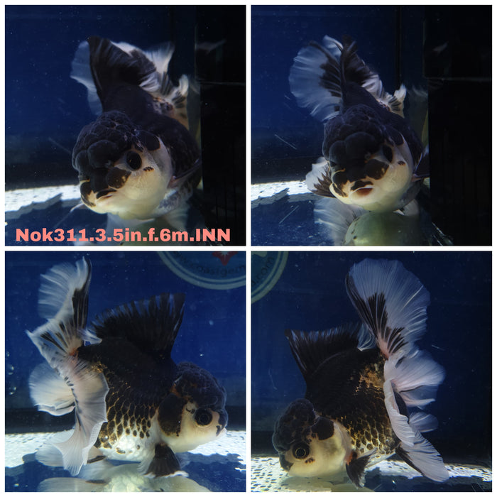 (NOK-311) Thai Panda Oranda Orchid Tail 3.50 inch Body Female 6 Months Age