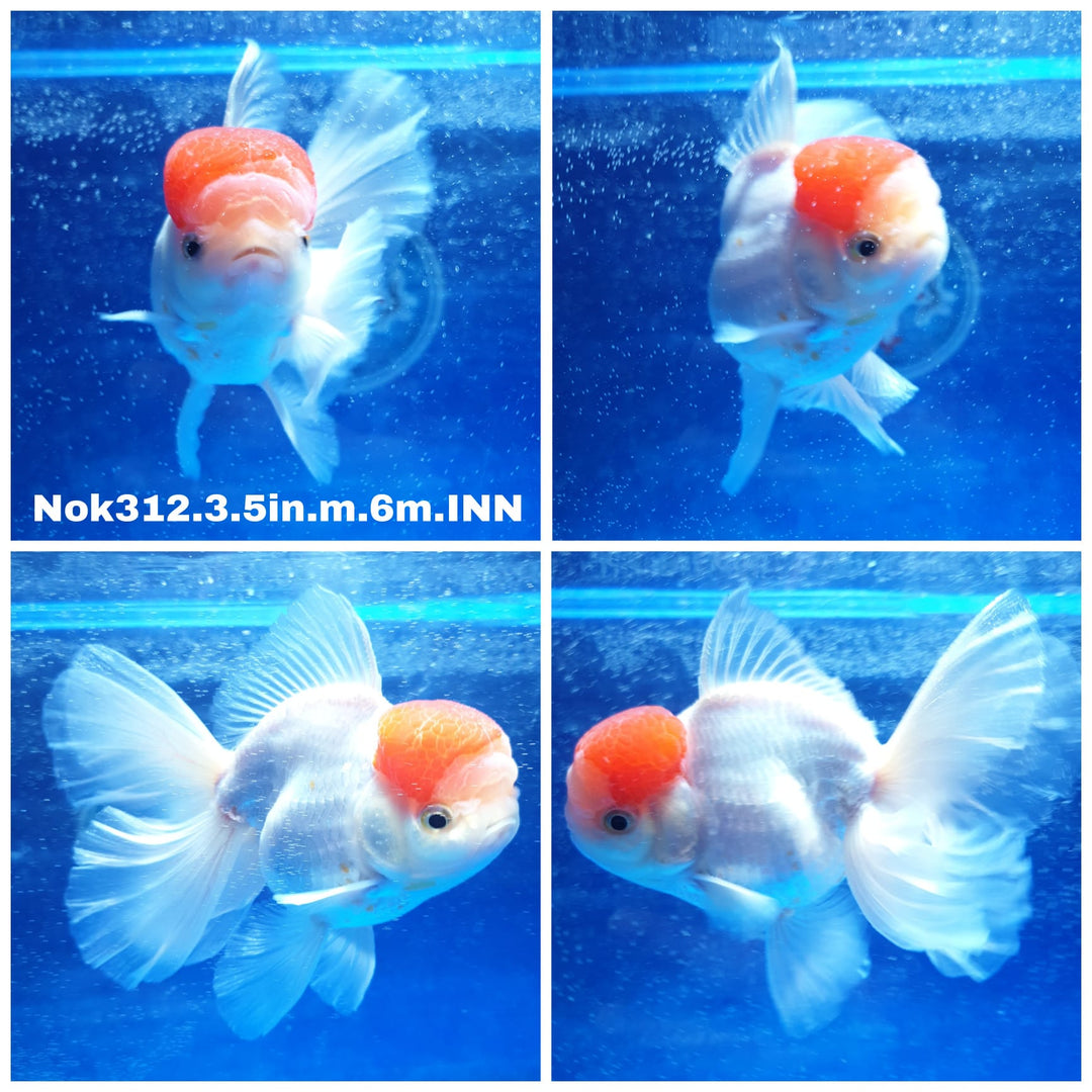 (NOK-312) Thai Red Cap Oranda 3.50 inch Body  Male 6 Months Age