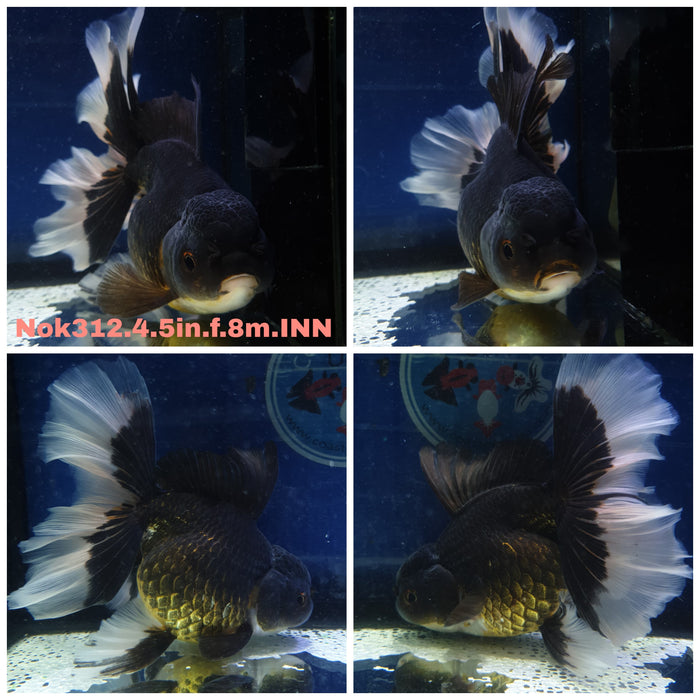 (NOK-312) Thai Jumbo Black Oranda Orchid Tail 4.50 inch Body Female 8 Months Age