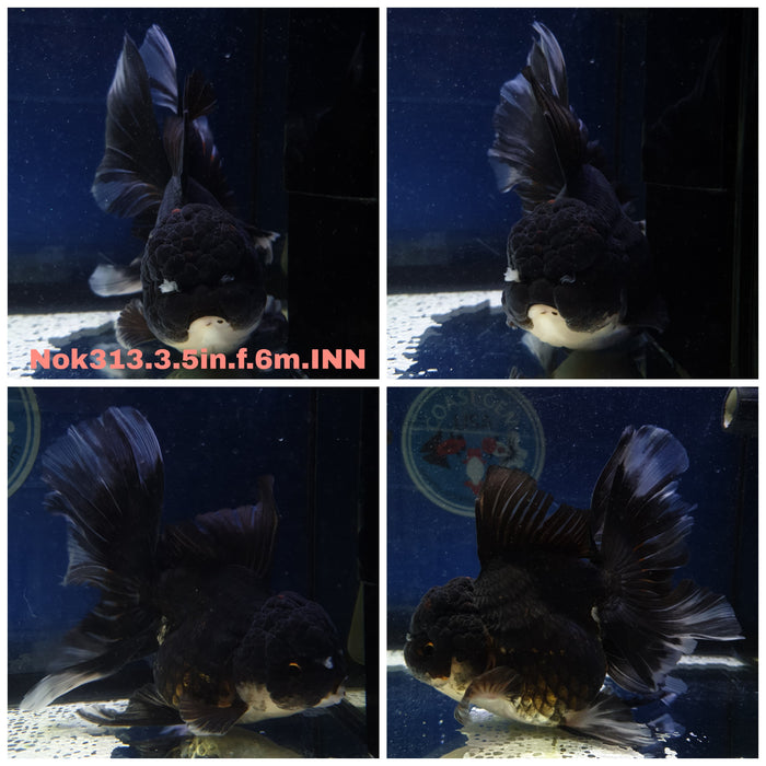 R1B11(NOK-313) Thai Black Oranda Orchid Tail 3.50 inch Body Female 6 Months Age