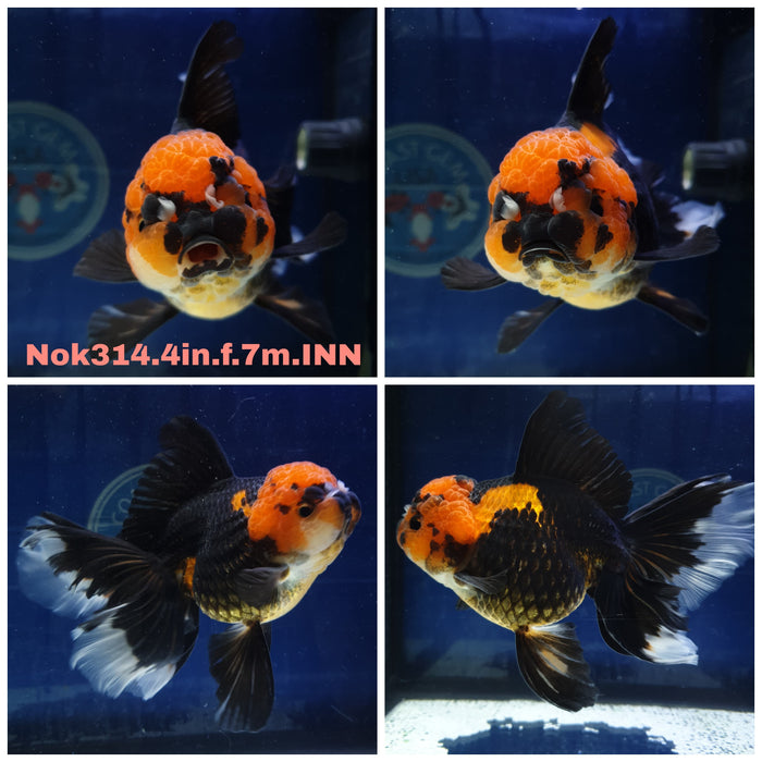 (NOK-314) Thai Apache Oranda Orchid Tail 4.00 inch Body Female 7 Months Age