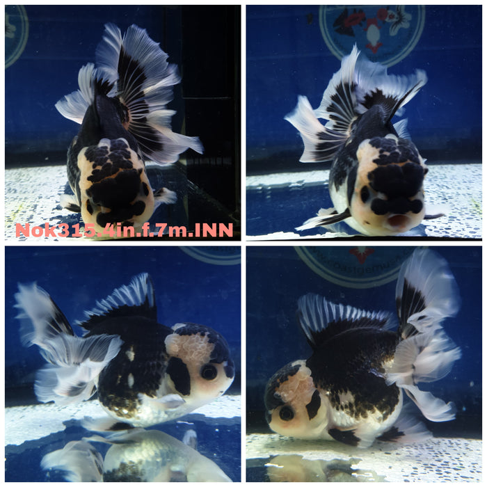 (NOK-315) Thai Panda Oranda Orchid Tail 4.00 inch Body Female 7 Months Age