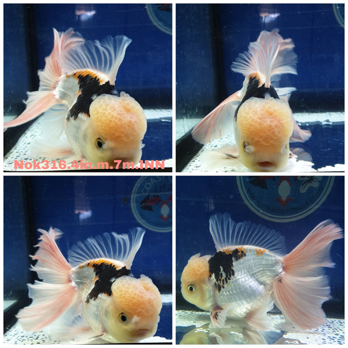 R1B03(NOK-316) Thai Panda Oranda Orchid Tail 4.00 inch Body Male 7 Months Age