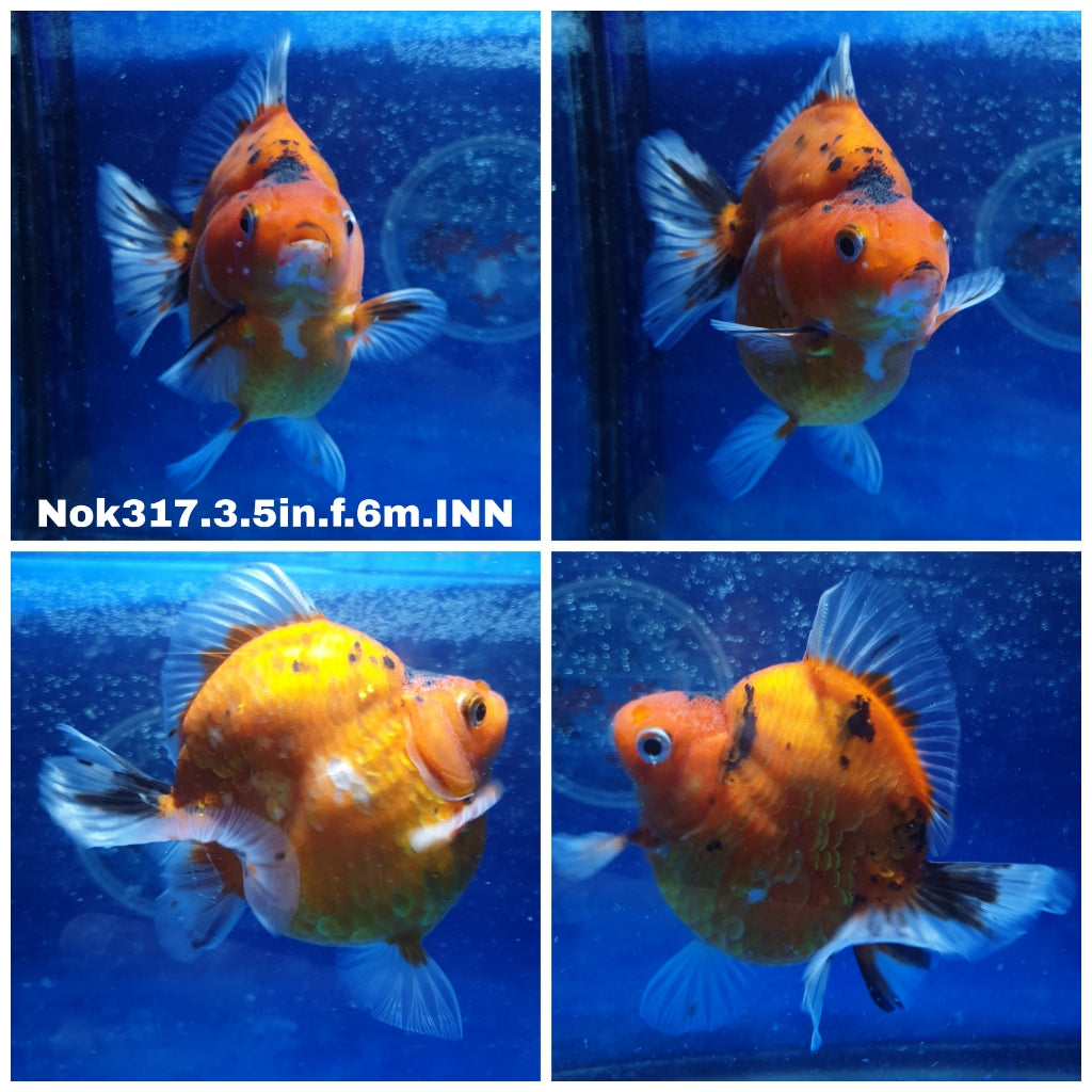(NOK-317) Thai Calico Ryukin 3.50 inch Body  Female 6 Months Age