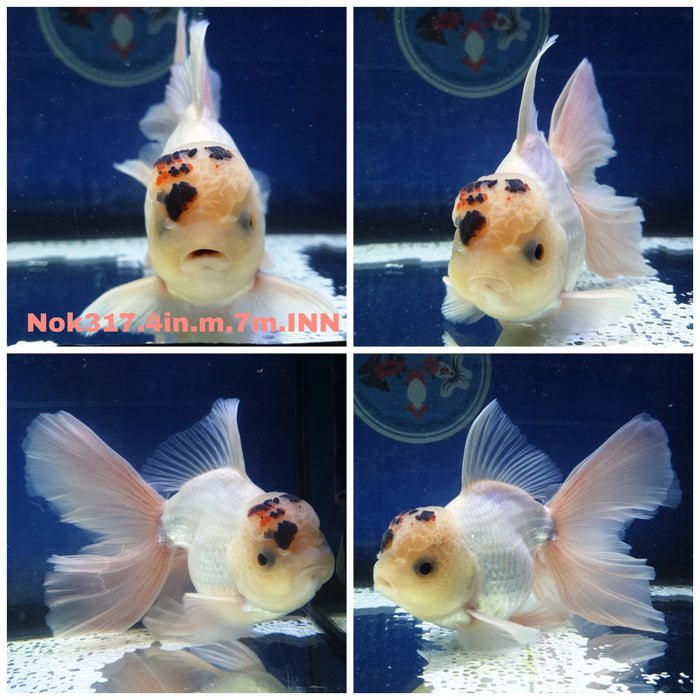 (NOK-317) Thai Tri Color Oranda Orchid Tail 4.00 inch Body Male 7 Months Age