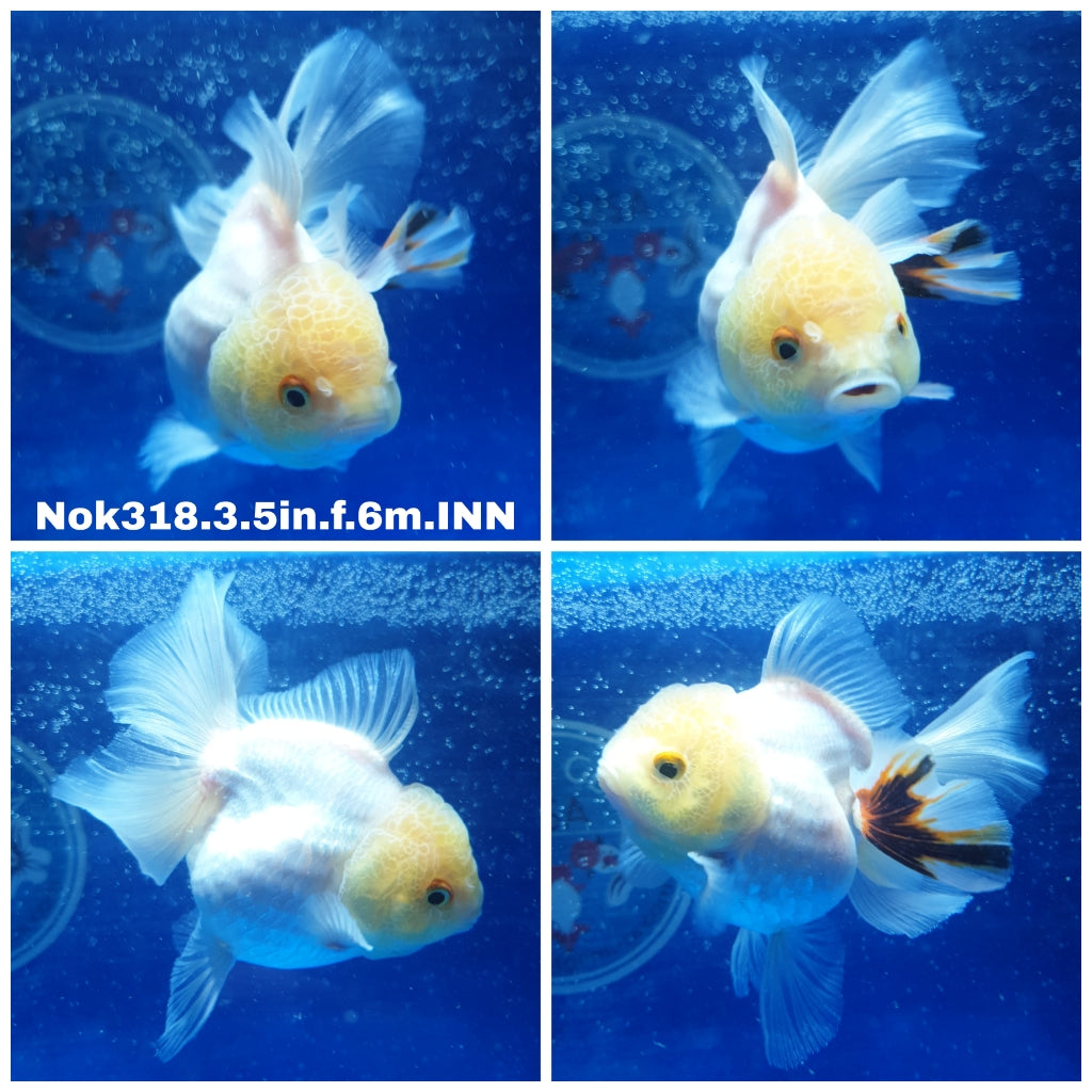 (NOK-318) Thai Tri Color Oranda 3.50 inch Body  Female 6 Months Age