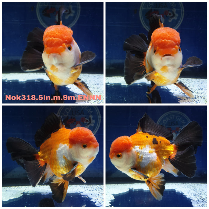 (NOK-318) Thai Jumbo Apache Oranda 5.00 inch Body Male 9 Months Age