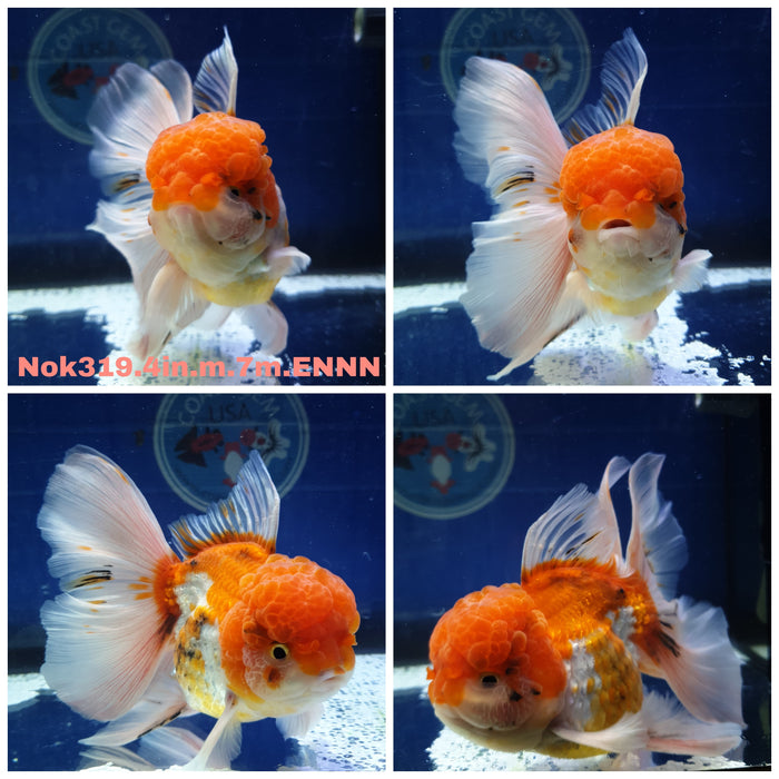 (NOK-319) Thai Red/White Oranda Orchid Tail 4.00 inch Body Male 7 Months Age