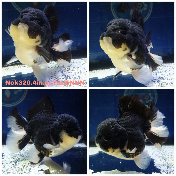 (NOK-320) Thai Panda Oranda Orchid Tail 4.00 inch Body Male 7 Months Age