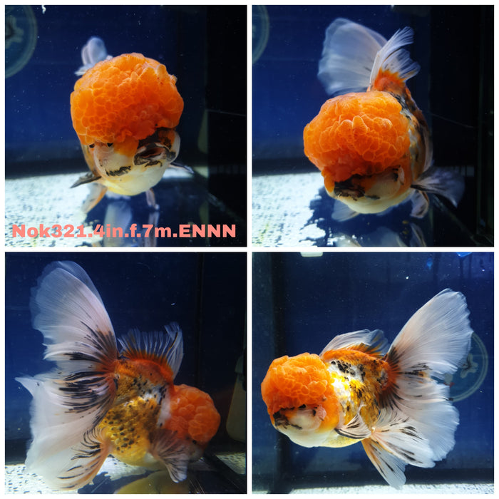 (NOK-321) Thai Red/White Oranda Orchid Tail 4.00 inch Body Female 7 Months Age