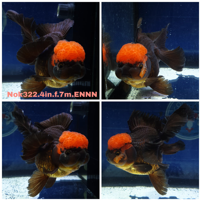 (NOK-322) Thai Black Red Cap Oranda Orchid Tail 4.00 inch Body Female 7 Months Age