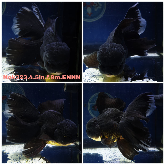 (NOK-323) Thai Jumbo Black Oranda Orchid Tail 4.50 inch Body Female 8 Months Age