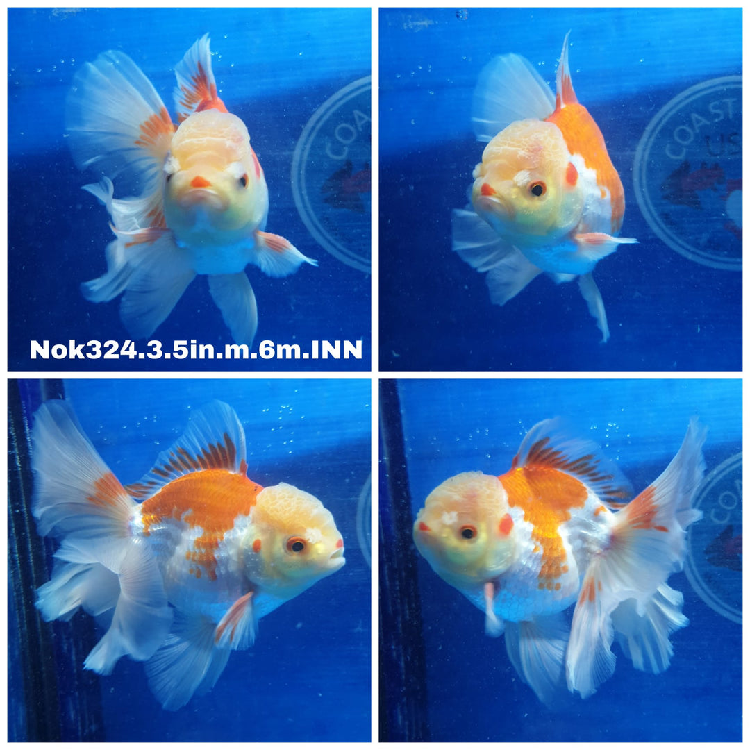 (NOK-324) Thai Red/White Oranda 3.50 inch Body  Male 6 Months Age