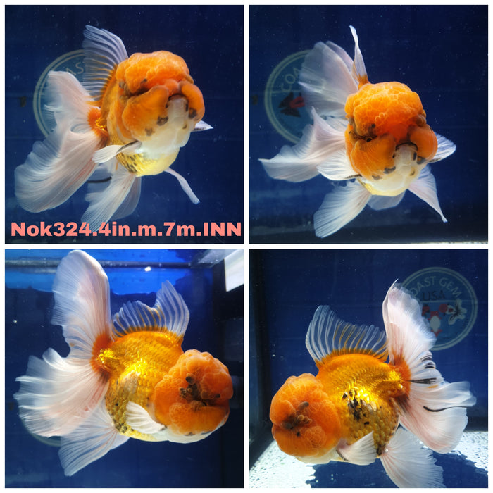 R1B09(NOK-324) Thai Red/White Oranda Orchid Tail 4.00 inch Body Male 7 Months Age