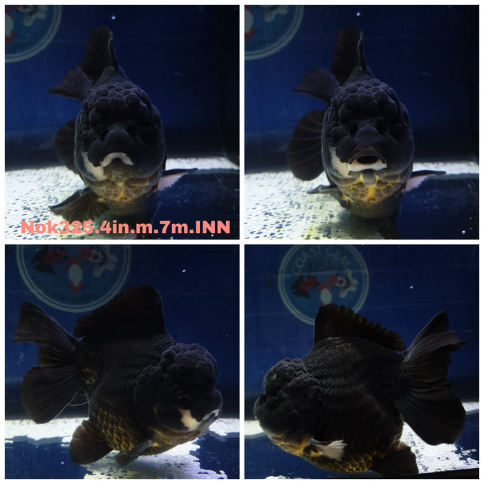 (NOK-325) Thai Yuanbao Panda Oranda 4.00 inch Body Male 7 Months Age