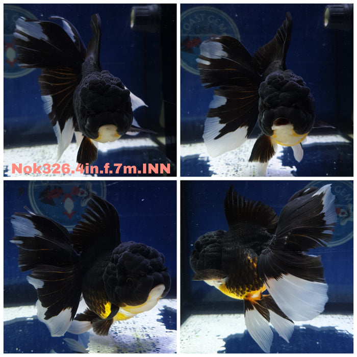 (NOK-326) Thai Black Oranda Orchid Tail 4.00 inch Body Female 7 Months Age