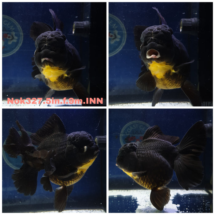 (NOK-327) Thai Jumbo Black Oranda Orchid Tail 5.00 inch Body Female 9 Months Age