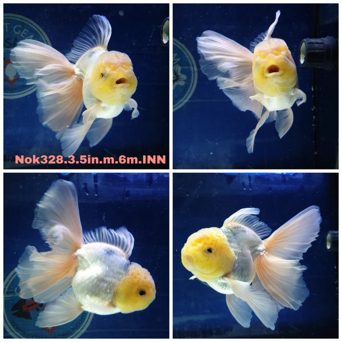 (NOK-328) Thai White Lemon Head Oranda Orchid Tail 3.50 inch Body Male 6 Months Age