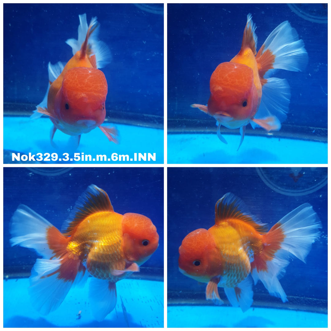 (NOK-329) Thai Red/White Oranda 3.50 inch Body  Male 6 Months Age