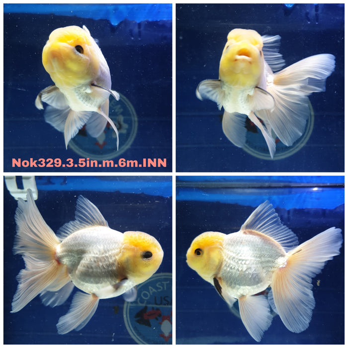 (NOK-329) Thai White Lemon Head Oranda Orchid Tail 3.50 inch Body Male 6 Months Age