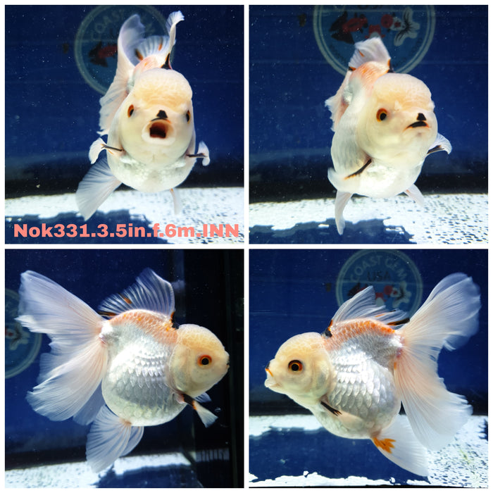 (NOK-331) Thai Tri Color Oranda Orchid Tail 3.50 inch Body Female 6 Months Age