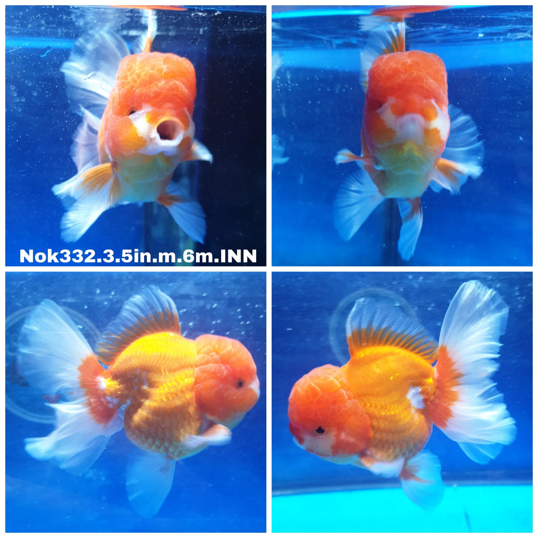 (NOK-332) Thai Red/White Oranda 3.50 inch Body  Male 6 Months Age