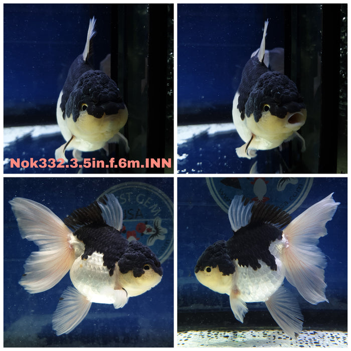 R1B10(NOK-332) Thai Panda Oranda Orchid Tail 3.50 inch Body Female 6 Months Age