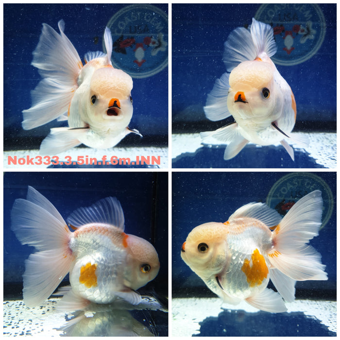 X(NOK-333) Thai Red/White Oranda Orchid Tail 3.50 inch Body Female 6 Months Age