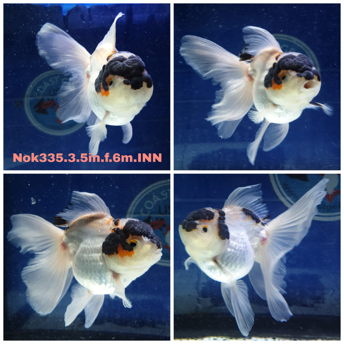 (NOK-335) Thai Tri Color Oranda Orchid Tail 3.50 inch Body Female 6 Months Age