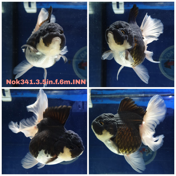 (NOK-341) Thai Panda Oranda Orchid Tail 3.50 inch Body Female 6 Months Age