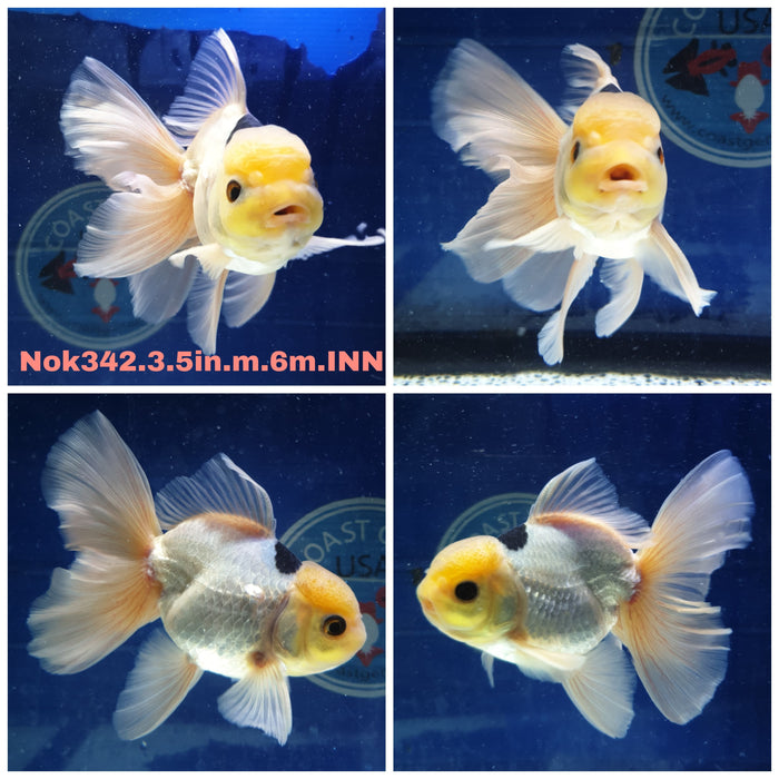 (NOK-342) Thai Panda Oranda Orchid Tail 3.50 inch Body Male 6 Months Age