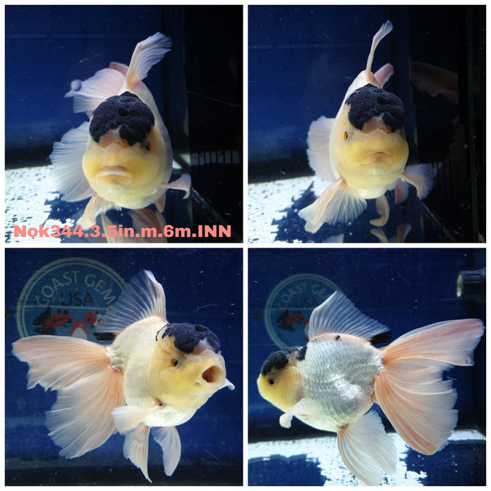 (NOK-344) Thai Panda Oranda Orchid Tail 3.50 inch Body Male 6 Months Age