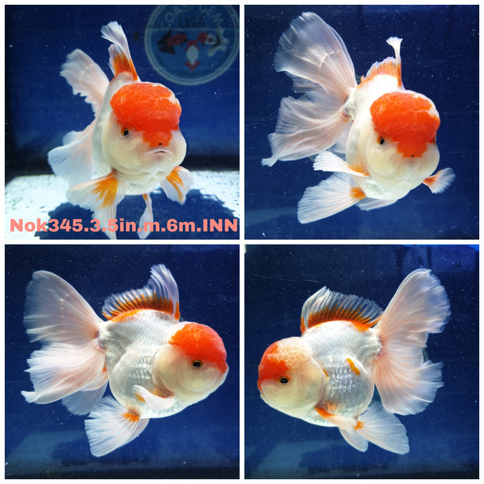 R1B08(NOK-345) Thai Red/White Oranda Orchid Tail 3.50 inch Body Male 6 Months Age