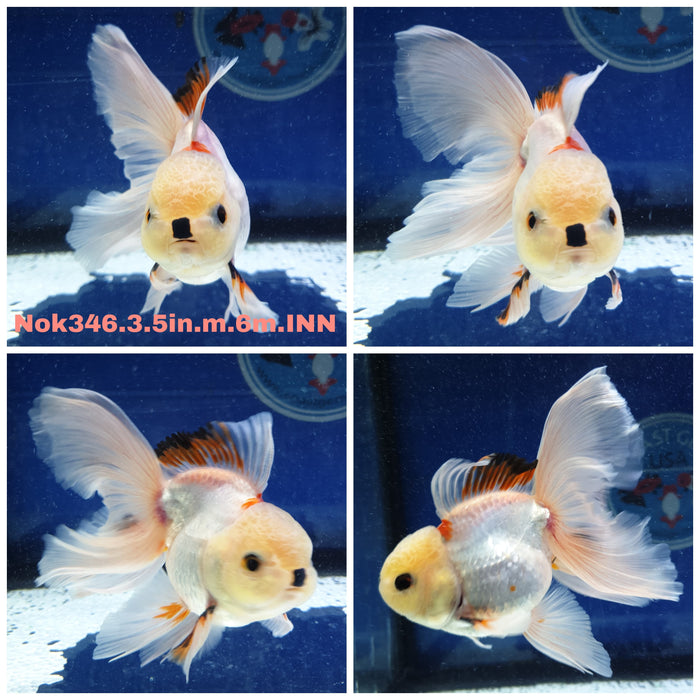 R1B09(NOK-346) Thai Red/White Oranda Orchid Tail 3.50 inch Body Male 6 Months Age