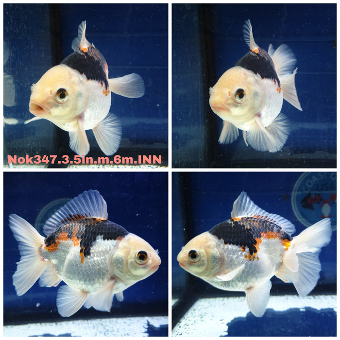 (NOK-347) Thai Yuanbao Tri Color Oranda 3.50 inch Body Male 6 Months Age