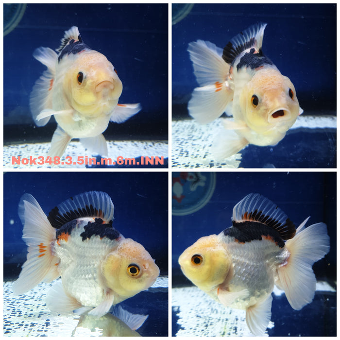 (NOK-348) Thai Yuanbao Tri Color Oranda 3.50 inch Body Male 6 Months Age