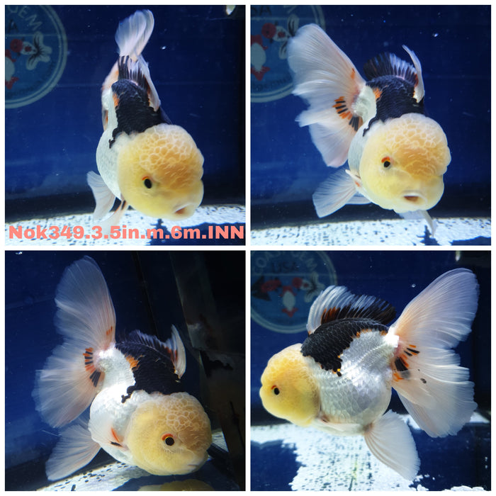 R1B11(NOK-349) Thai Tri Color Oranda Orchid Tail 3.50 inch Body Male 6 Months Age