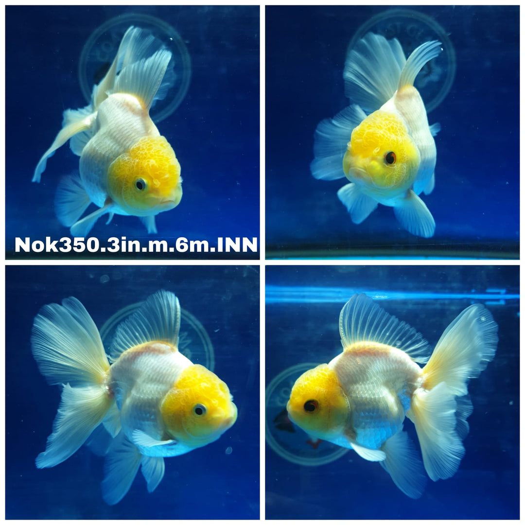 T031(NOK-350) Thai Lemon Head White Oranda 3.00 inch Body Male 6 Months Age
