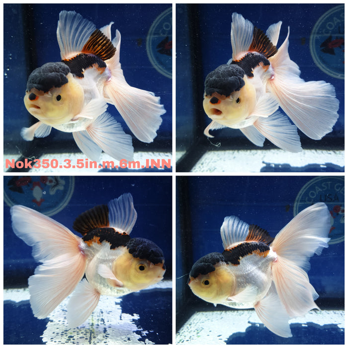 (NOK-350) Thai Tri Color Oranda Orchid Tail 3.50 inch Body Male 6 Months Age