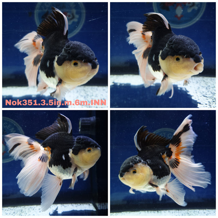 (NOK-351) Thai Tri Color Oranda Orchid Tail 3.50 inch Body Male 6 Months Age