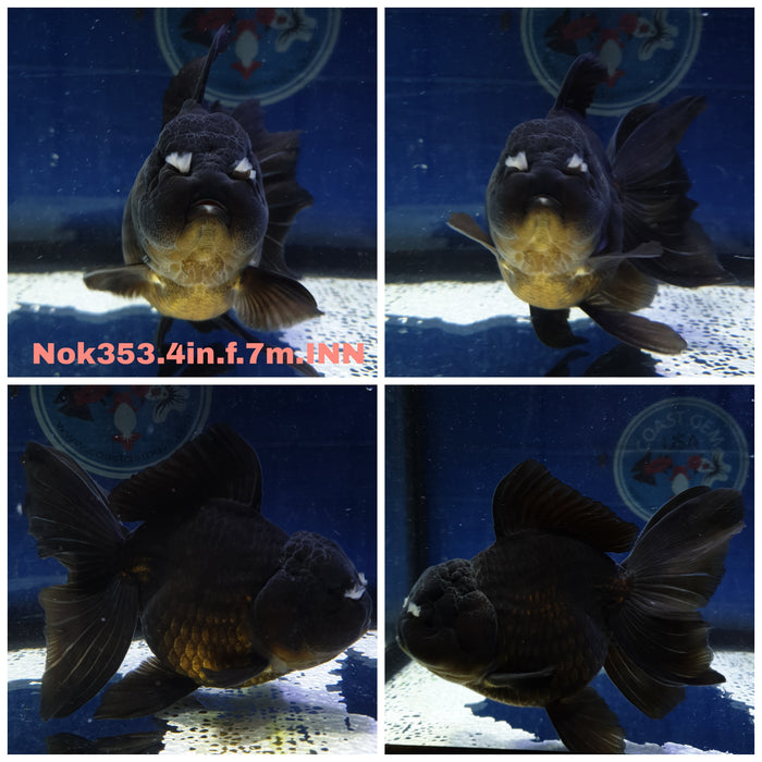 (NOK-353) Thai Black Oranda Orchid Tail 4.00 inch Body Female 7 Months Age