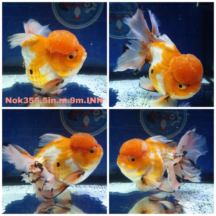 (NOK-355) Thai Jumbo Red/White Oranda Orchid Tail 5.0 inch Body Male 9 Months Age