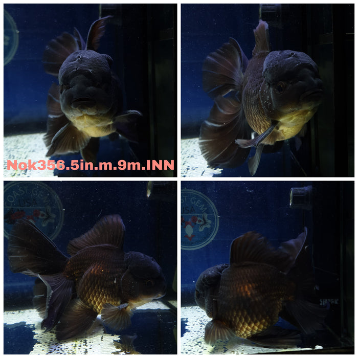 (NOK-356) Thai Jumbo Black Oranda Orchid Tail 4.50 inch Body Male 9 Months Age