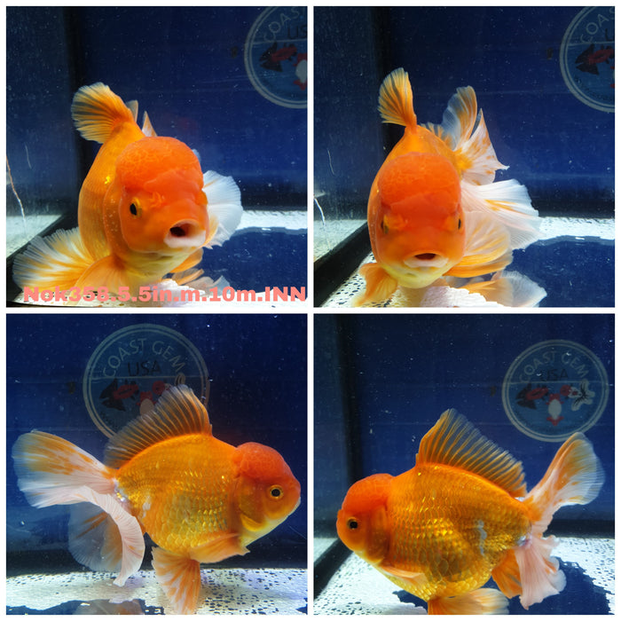 (NOK-358) Thai Jumbo Giant Breed Red Oranda Orchid Tail 5.50 inch Body Male 10 Months Age